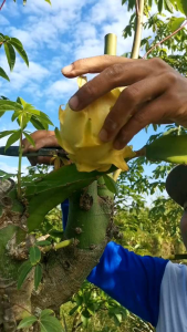 Bibit buah naga kuning // golden isis // termurah tanpa duri