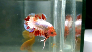 Amargeddon Vanda Halfmoon Plakat HMPK Betta Fish / Ikan Laga/ 斗鱼 (Not random fish)12