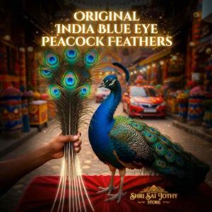 Peacock Feather Malaysia Natural Long 140-150CM 🦚 | Bulu Merak Asli India | Mayil Iragu | Pooja Feng Shui Hiasan Rumah