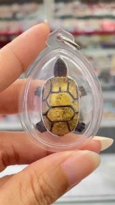 神龟 雷劈招财红木MAI PRA YONG 雷劈木原有他天然功效辟邪避险、红木拥有招财功效