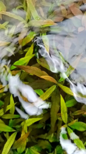 hygropila corymbosa costata media wabikusa tanaman aquascape