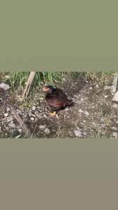 TELUR AYAM HIAS CORNIS BANTAM UNTUK DI TETASKAN