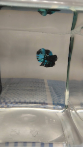 (Same as photo) Abatar size S Ikan Laga Betta fish Show Gref