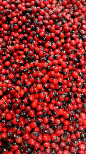 Biji saga - biji sogok kunteng ecer - sogok thunteng - herbal tradisional