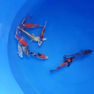 🇯🇵GENUINE JAPAN KOI 18/19cm 10pcs ONE SHOT GO COMBO at 3988 ( all high grade koi ) + shipping 50 ( HOSHIKIN FARM )