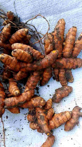 kunyit masih segar 1kg