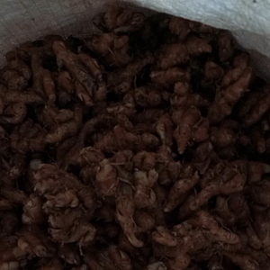 Kencur Segar 1 kg kencur murah 1 kg Kencur Tua 1 kg