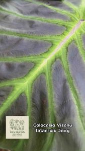 โคโลคาเซีย วิศะณุ (Colocasia Visanu )ไม้ฟอกอากาศ ไม้มงคล ไม้ประดับ ไม้แต่งสวน ราคาถูกสุดๆ ไม้ด่าง ไม้หายาก