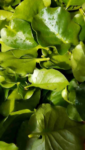 Daun binahong segar / herbal binahong hijau 350 gram