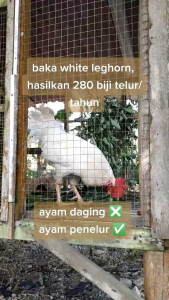 TELUR AYAM ARAB WHITE UNTUK DI TETASKAN