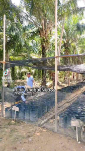 BIBIT SAWIT PPKS MARIHAT ASLI UNGGUL BERSERTIFIKAT