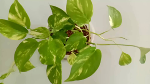 Live Pothos Money Plant