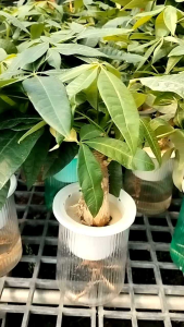 ต้นไม้ไม่ต้องห่วงรดน้ำ ศุภโชคในกระถางเลี้ยงน้ำ #ศุภโชค #Money Tree GuianaChestnut Malabar Chestnut หรือ Saba Nut) แบบตอลำต้นตรง #ไม้มงคลยอดนิยม #ประดับตกแต่งบ้าน สำนักงาน คาเฟ่ สายมู ต้องมี ไม้ที่นิยมในไทย และ ต่างประเทศ เห็นได้ตามซีรีย์ เกา และ จีน