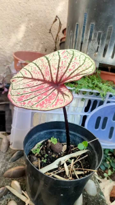 Caladium seeds 彩芋种子  Benih caladium