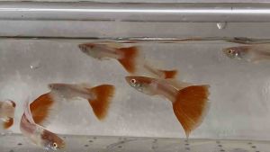 Albino Sky Red Guppy- 天空红 「孔雀鱼」 AquaX With D.O.A. *Ship West & East Malaysia* ~Farm Direct Sell