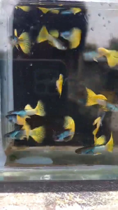 Metal yellow guppy trio aquarium fish with blue accents.