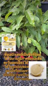 ต้นเอบิวเยลลี่ (หรือที่บางครั้งเรียกว่า “ต้นเอบิว” หรือ “ลูกเอบิว” ในบางภูมิภาค) ที่คุณพูดถึงน่าจะหมายถึง ต้นเอบิวเยลลี่ หรือ ต้นไม้ที่ให้ผลเป็นเจลหรือเยลลี่ ที่มีชื่อทางวิทยาศาสตร์ว่า Cissus quadrangularis ซึ่งเป็นพืชที่อยู่ในตระกูลเดียวกับองุ่น มีลักษณะ