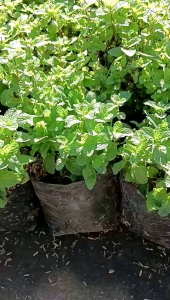 Promo 100rb Dapat 3 Bibit Tanaman Daun Mint
