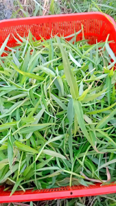 [Chỉ Ship Miền Nam] 500gam Đọt Rau Trai Tươi ( Cây Thài Lài)  Khách đặt mới hái