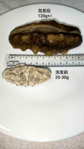 猪婆参,白猪参,猪母参,Dry sea cucumber Gamat kering