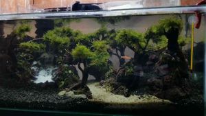 Cangkang kerang oyster media filter kolam dan aquarium penstabil Ph air