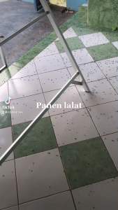 Racun Lalat 100% Original