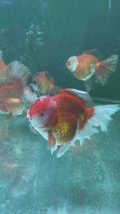CHINA ORANDA GOLDFISH 19/20cm JUMBO SIZE  888 per fish + shipping 50