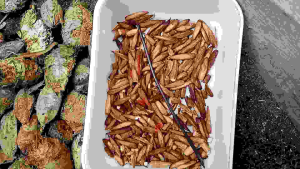 biji Ketapang pakan burung parot 50 gram