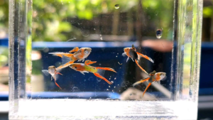 Endler Livebearer (Poecilia wingei) Swordtail Guppy 🔥Male🔥 Live Fish/ 双剑孔雀鱼 (公)