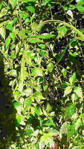 Paket Bibit Kumis Kucing Isi 3 Batang