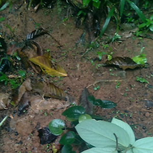 Bibit Daun Singa Depa: Tumbuhan Mudah Tumbuh & Dekoratif