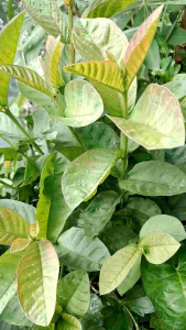 daun jamu biji muda untuk obat herbalalami yang berkhasiat lebih detil lihat di google 400 gram 10000