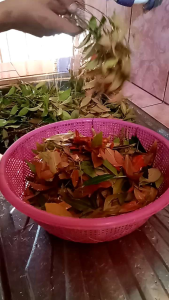 jual daun pucuk merah segar untuk mengontrol gula darah sehat alami tanpa efek samping