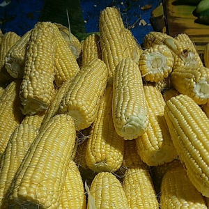 Jagung Manis 1KG: Mengenal Jagung Manis Segar dan Kualitasnya