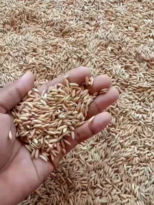 Benih padi INFARI 30 QUALITY KEMASAN 5kG