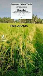 Benih Padi UNGGUL ZIZANIA SUPER Kemasan 1Kg