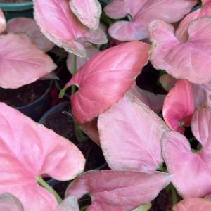 สลาก กระถาง 3 นิ้ว ออมนาคแดง (Syngonium) ใบแดงสวย กระถาง 3 นิ้ว