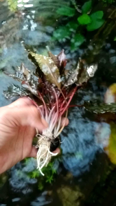 cryptocorine brown tanaman aquascape media wabikusa