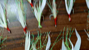 kotrekan pancing sabiki / kotrekakan micro / kotrekan bulu mutiara+bulu nggas