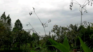 คล้าน้ำ คล้าน้ำช่อห้อย คล้าน้ำต้นแดง (1ชุด2ต้นล้างราก ตัดยอด)​ความยาว 30 ซม.รวมราก ไม้น้ำ ตกแต่งสวนน้ำ