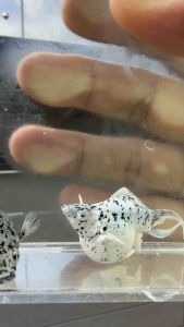 🔥NEW@HOT🔥 DIAMOND 💎 GLITTERY EYES 🇵🇭🇵🇭 Dalmation Marble Balloon Molly Fish Pair (TOP PREMIUM GRADE) (STRAIN BARU)