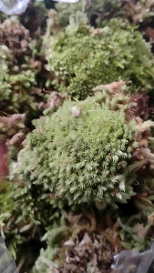 Sindo - Living Moss By Plantszone Live Plant HFFV6BUX93