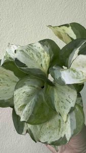 3 นิ้ว กระถาง พลูแอปเปิ้ล กระถาง ตระกูลพลูด่าง เลี้ยงง่าย ฟอกอากาศ