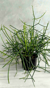 พญาไร้ใบ เขากวาง เขากวางออสเตรเลีย ปะการัง มีรากทุกต้น ฟอร์มสวย ต้นแน่นกระถาง 6" สูง 40-50 cm. ส่งพร้อมกระถาง