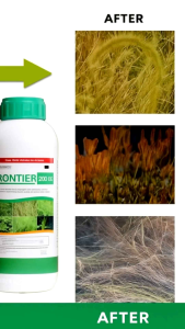 Herbisida Frontier 200 OD Obat Rumput Padi Ampuh Pembasmi Gulma Daun Sempit Lebar Cepat Mati