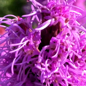 Kemasan Premium Biji Benih Bunga Blazing Star