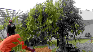 Anak Pokok Durian Golden Phoenix (D198)2.5 Feet ++ [WEST MALAYSIA ONLY]