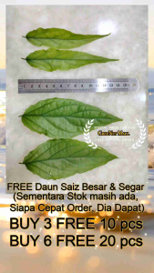 BUY 3 packs FREE 10 pcs Leaves / BUY 6 FREE 20 pcs Leaves⭐️ Fresh Sabah Snake Grass / 优盾草 Daun Belalai Gajah Segar 忧遁草