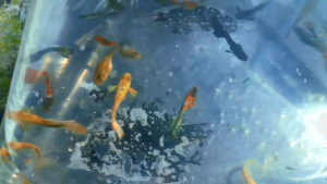 (15 tặng 5)Combo 15 bé 7 màu thủy sinh nhiều dòng ngẫu nhiên:rồng đỏrồng tímblue tarzan đumboFulgoll koi đenda rắn....+tặng 5 bé phòng hao hụt +tặng gói thức ăn