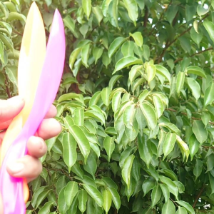 12PCS CENTONG/CENTONG PLASTIK(1losin)